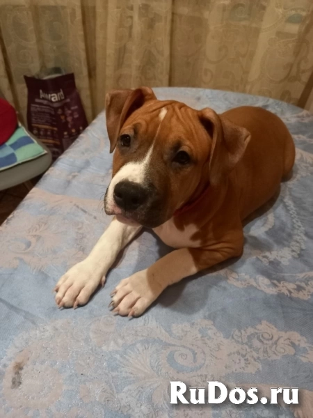 Милые детки Амстаффтерьера  ркф изображение 6