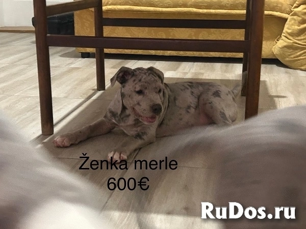 Питбультерьер изображение 5