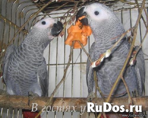 Жако и Амазоны птенцы выкормыши говорящие от заводчика фото
