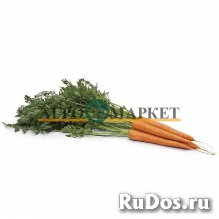 Морковь вармия F1 1,8-2,0 (25 000 семян) Rijk Zwaan фото