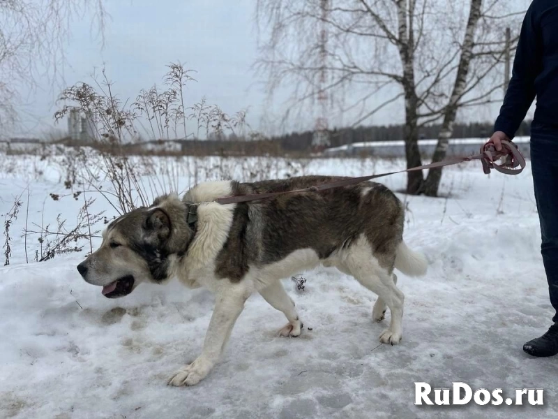 Самый добрый алабай ищет своего человека! фотка