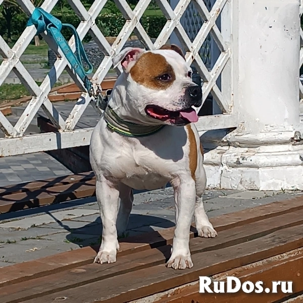 щенки стаффи фото