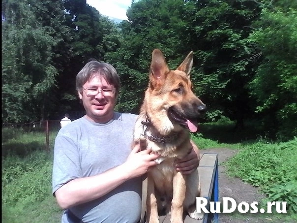 Кинолог: профессиональная дрессировка собак изображение 4