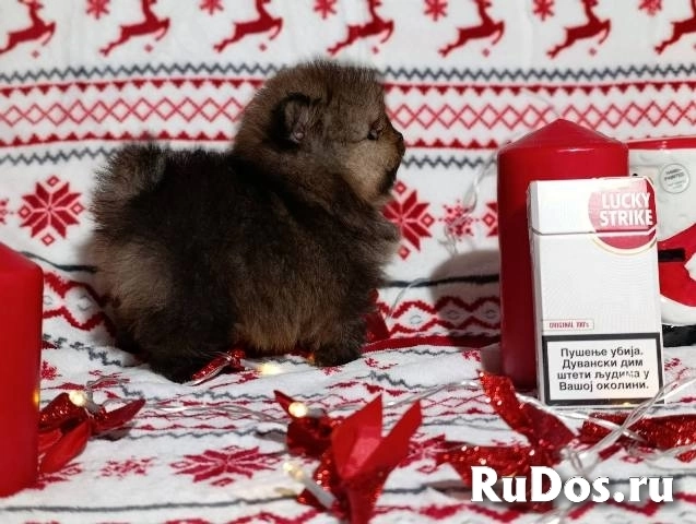 Щенки померанского шпица, девочки изображение 5