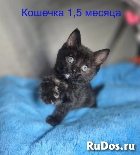 Ласковые и весёлые котята ищут дом! изображение 5