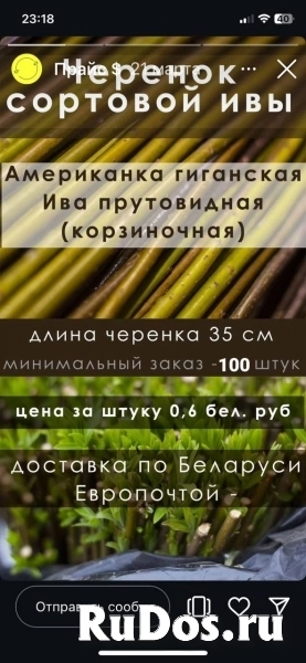 Продажа прутков ивы и черенков сортовой ивы фото