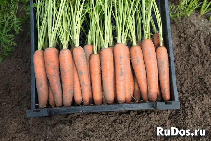 Морковь неликс F1 2,2-2,4 (1 000 000 семян) Bejo фото