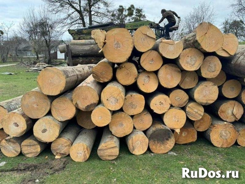 Бук, дуб, ясень, акация,карагач, клен, орех оптом. изображение 4