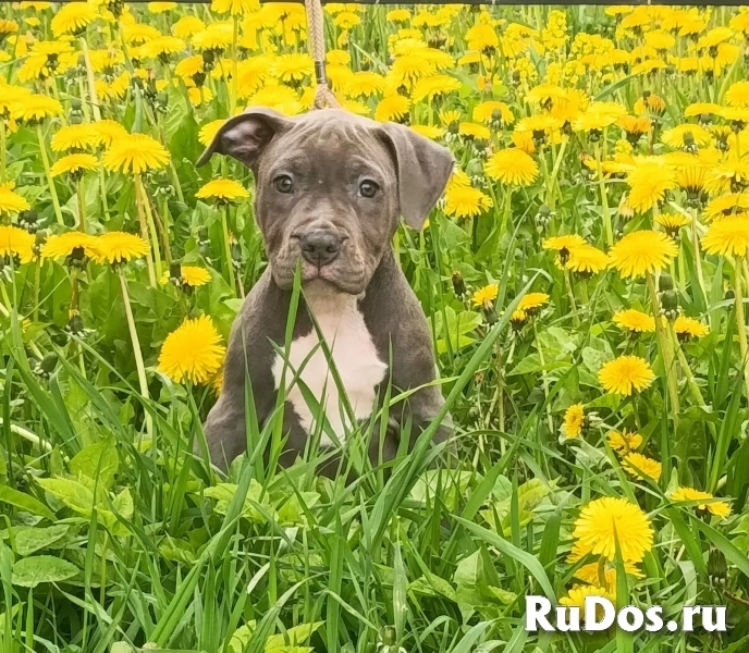Милая голубая девочка  Амстаффтерьера  ркф изображение 4