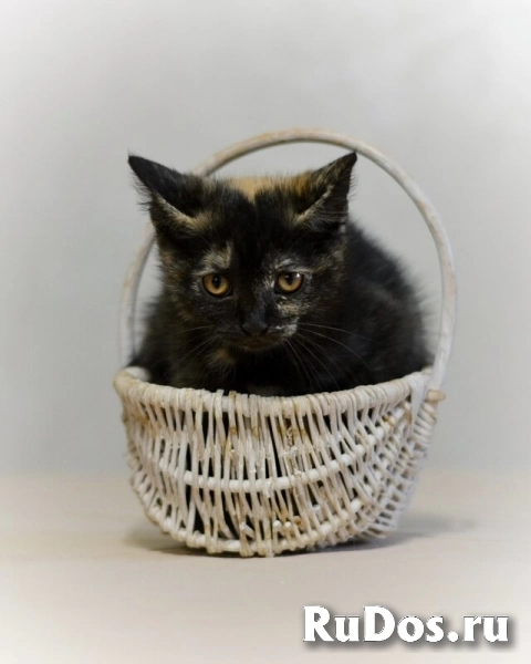 Котята Сердечко и Полосочка ищут любящих и заботливых хозяев. фотка