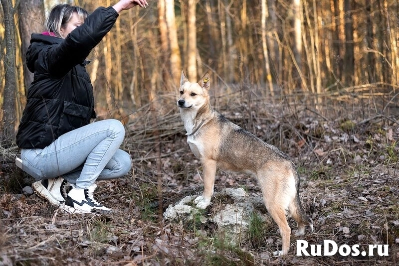 Улыбка на лапках — Бетти 1 год, всего 11 кг счастья! изображение 3