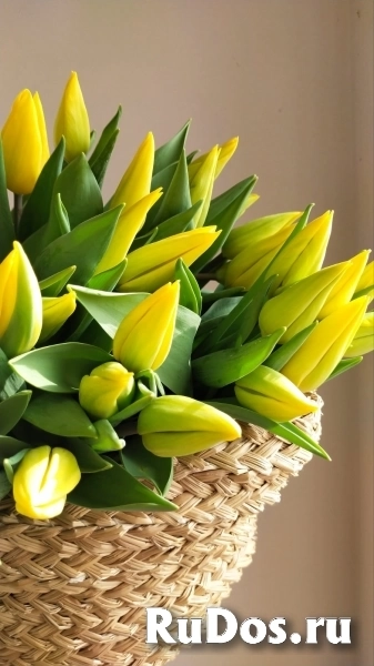 , купить растения фотка