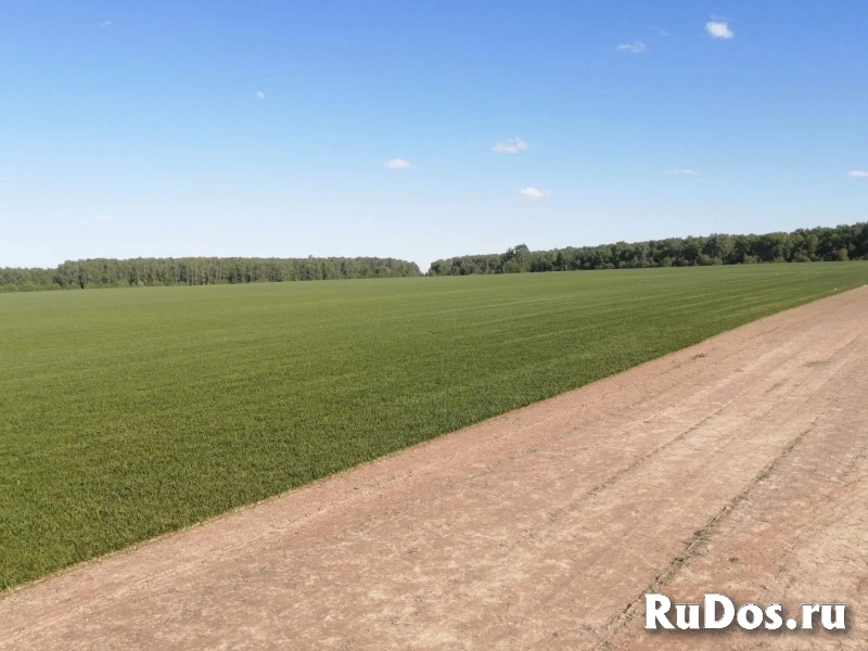 Готовый рулонный газон от производителя с укладкой "под ключ" изображение 3