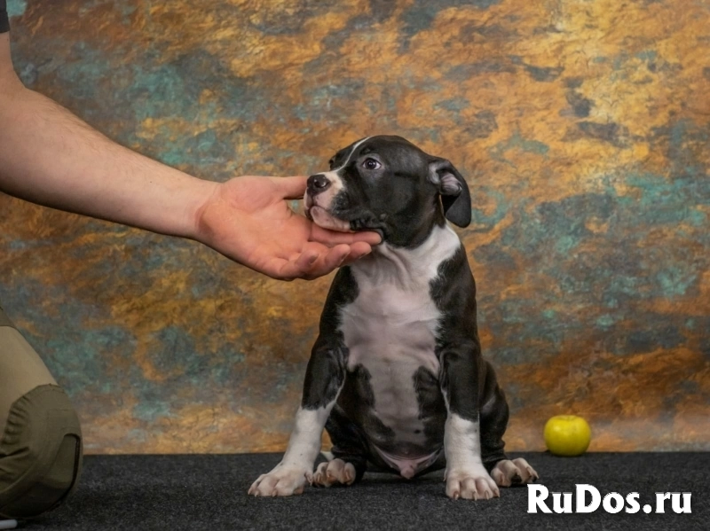 Черные кобели Амстаффа ркф изображение 6