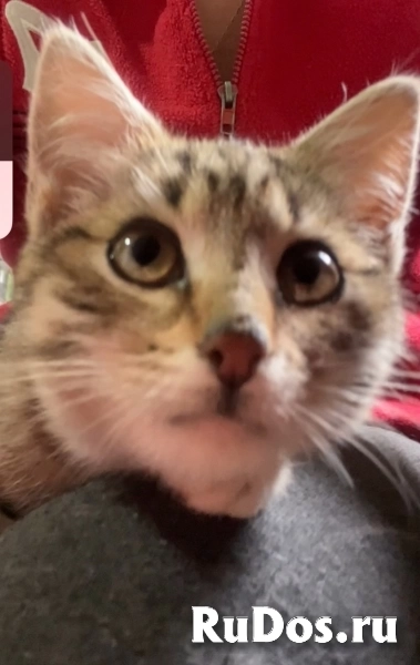 Это Салинка! Чудесная нежная девочка! изображение 6