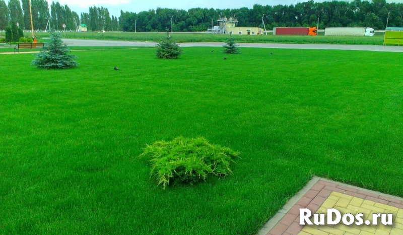 Газон посевной в Медовке и газон рулонный Медовка, посев газона в фото