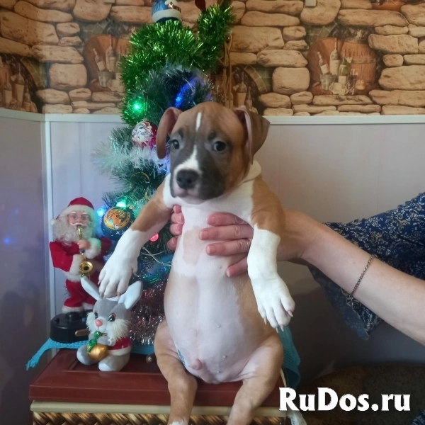Рыжие малыши Амстаффтерьера ркф изображение 4
