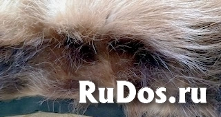 , частное объявление изображение 3