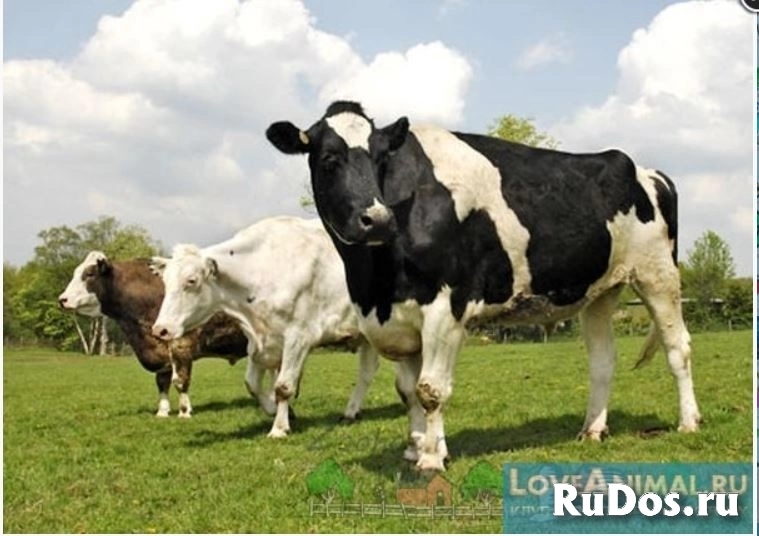 Агрохозяйство 4500 м.кв,Старобешево изображение 6