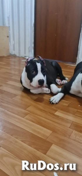 Черные кобели Амстаффа ркф фотка