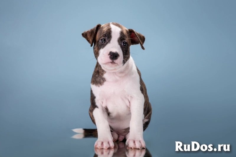 Красивые мальчики и девочки Амстаффтерьера 2 месяца ркф изображение 6