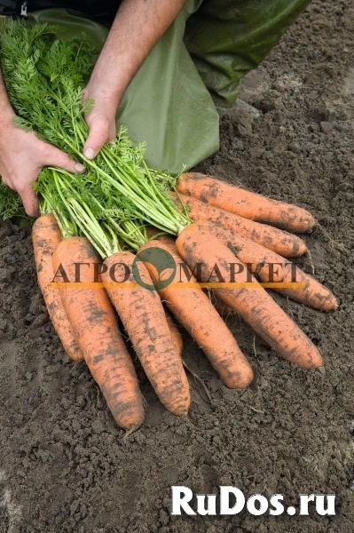 Морковь базель F1 1,8-2,0 (1 000 000 семян) Bejo фото