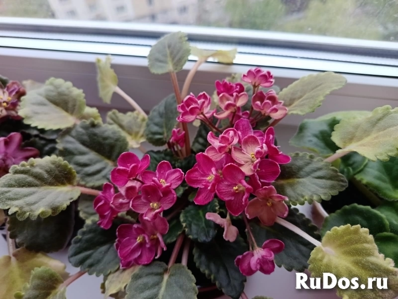 , купить растения фото