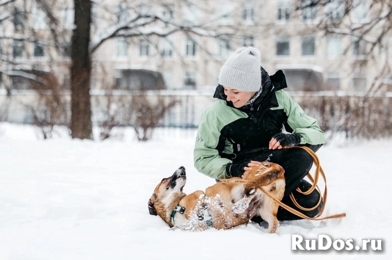 Коротколапочка Тыковка ищет дом! изображение 6