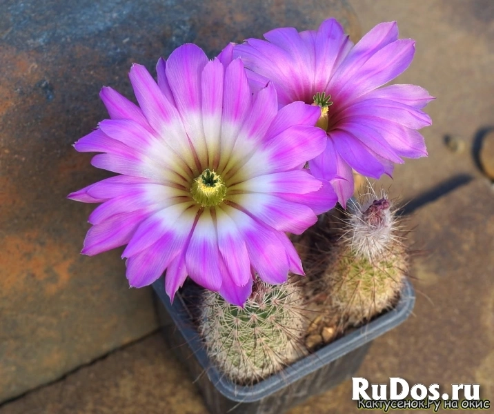 , купить растения изображение 4