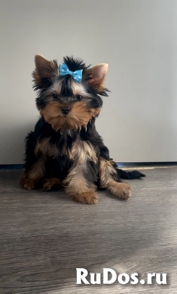 Щенки йоркширского терьера изображение 5