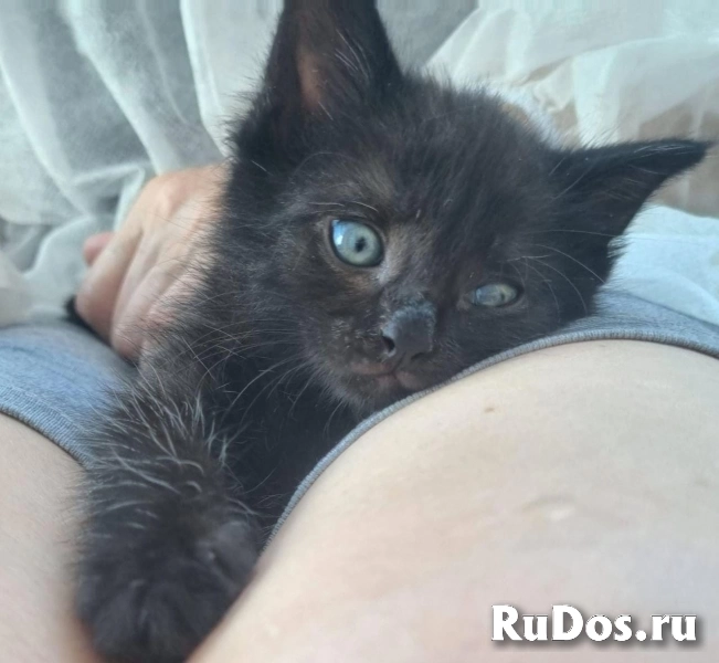 Чудесные котята Тим и Том в добрые руки. фото