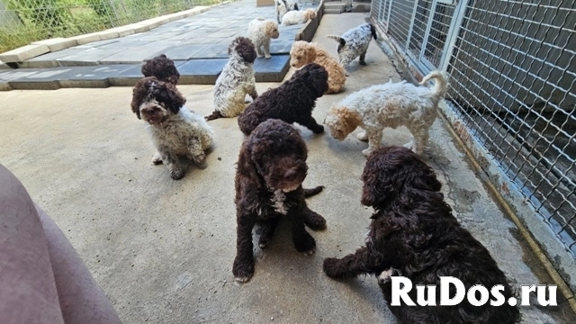 Лаготто Романьоло, щенки в наличии изображение 8