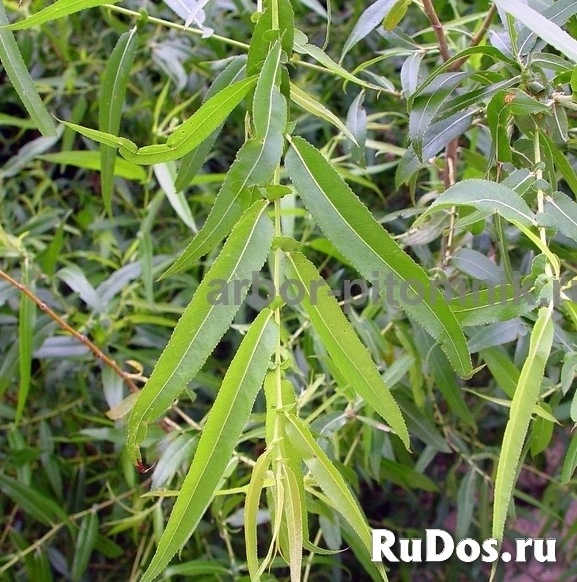 , купить растения изображение 11