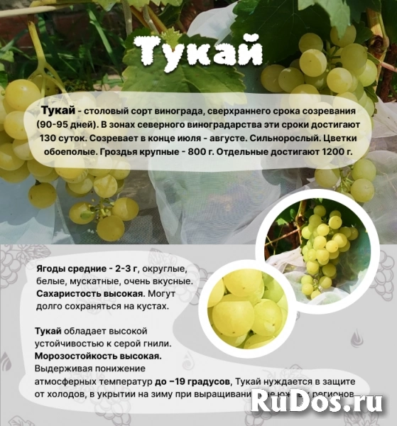 , купить растения изображение 3