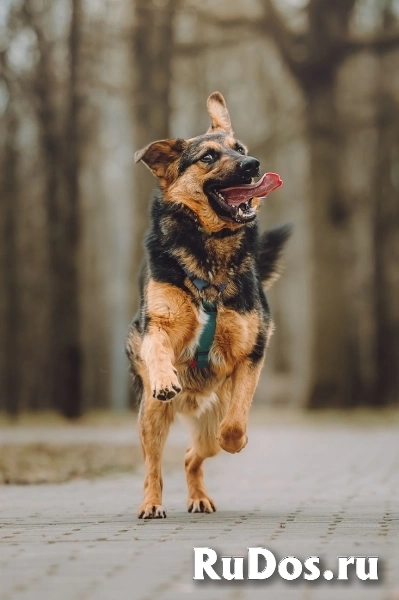 Фьючерс - настоящий медвежонок! В добрые руки изображение 5