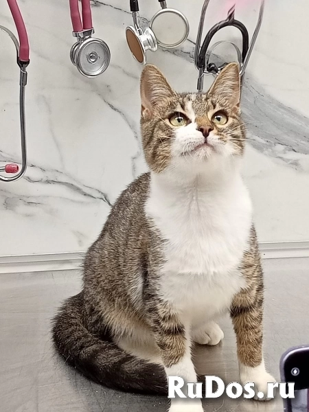 Ищут дом три чудесных котенка. фотка