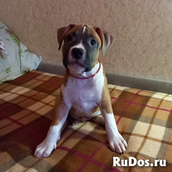 Чудесный мальчик Амстаффтерьера ркф изображение 5