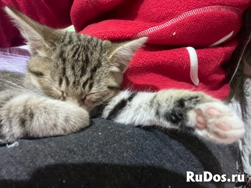 Это Салинка! Чудесная нежная девочка! изображение 7