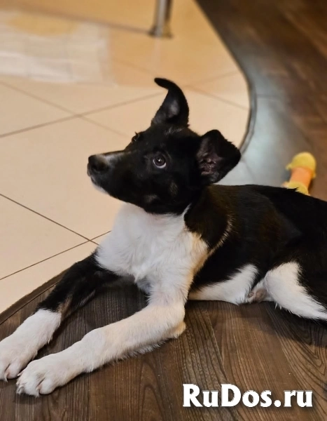 Чудесный щенок Ричард ищет дом. изображение 4