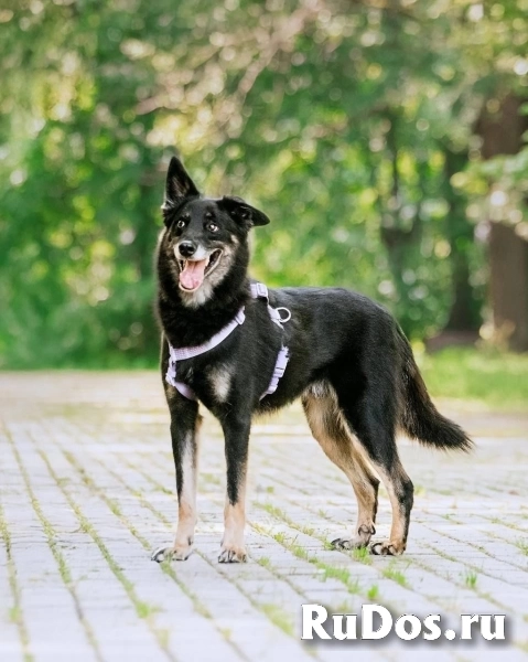 Пёс Малыш - замечательный компаньон и настоящий друг в добрые руки изображение 3