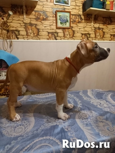 Милые детки Амстаффтерьера  ркф изображение 8
