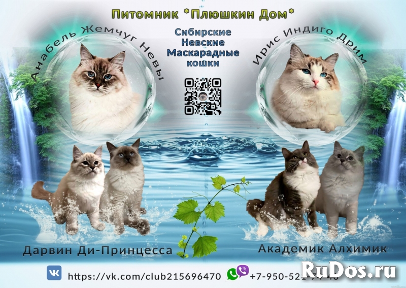 Котята Невской маскарадной кошки фото