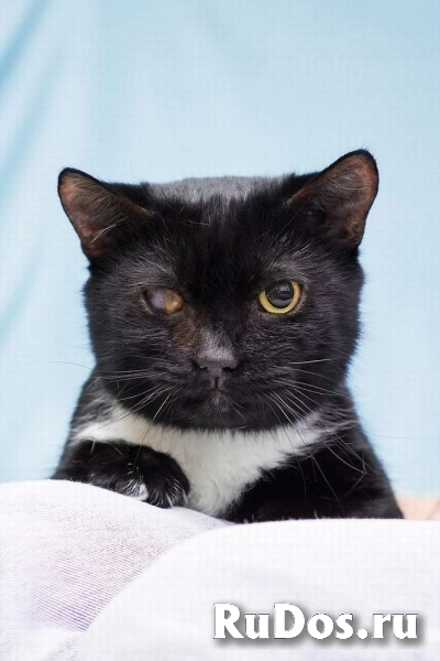 Котя ищет дом. изображение 3