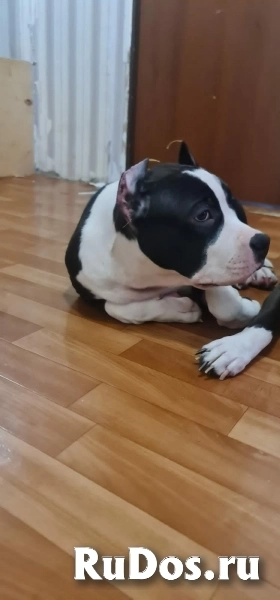 Черные кобели Амстаффа ркф изображение 3