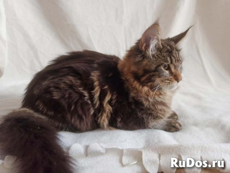 Котята мейн-кун мраморного окраса. изображение 7