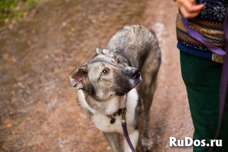 Знакомьтесь, это - Симба, и он ищет любящий дом. изображение 8