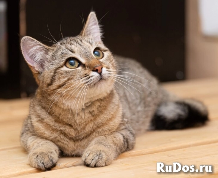 Кошечка Ася хочет домой! изображение 3