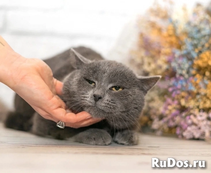 Очаровательный котик-метис британца Грей в добрые руки! изображение 4