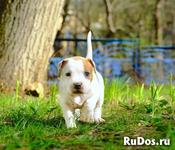 Милые щенки Амстаффтерьера бронь изображение 6