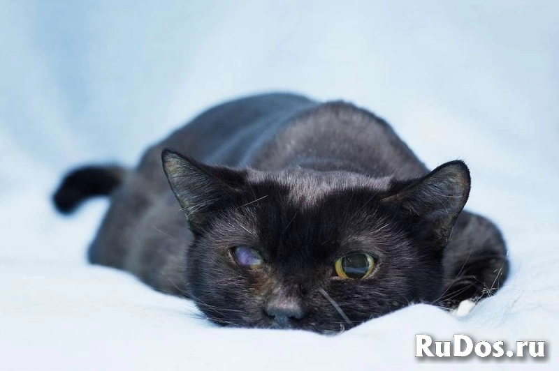 Котя ищет дом. изображение 5